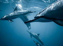 奇异果体育-淘宝闪购与2026 F1中国大奖赛达成合作